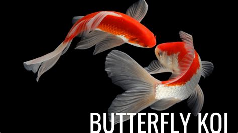 12 Most Popular Types of Koi Fish (With Pictures)