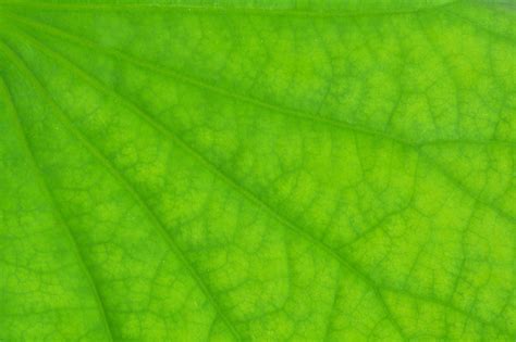 Premium Photo | Perfect green lotus leaf texture - closeup