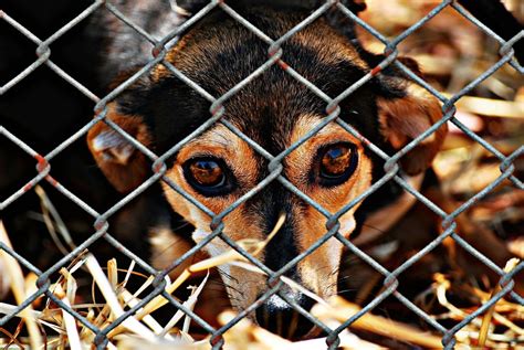 Dozens of Neglected Animals Located in Twentynine Palms Home - 24/7 ...