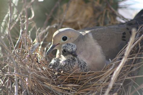 baby mourning dove fell out of nest - Pillar Of Society Bloggers Bildergallerie