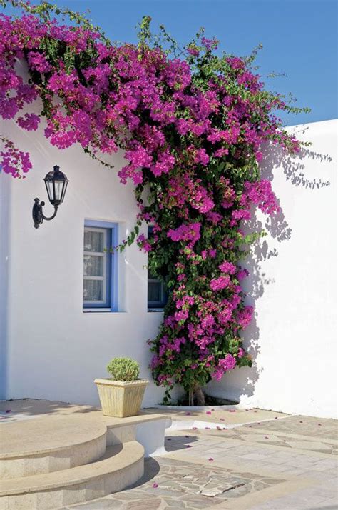 Bougainvillea Plant Information