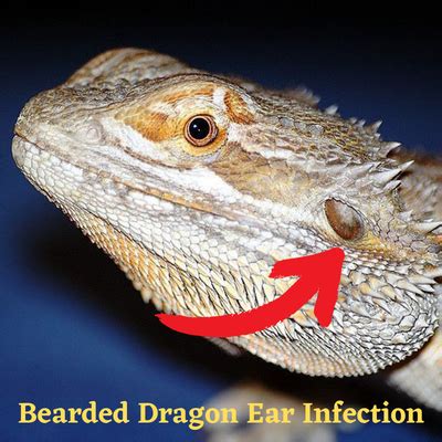 Bearded Dragon Ear Infection |symptoms, Causes