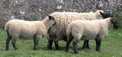 Tail docking - Suffolk Sheep Society