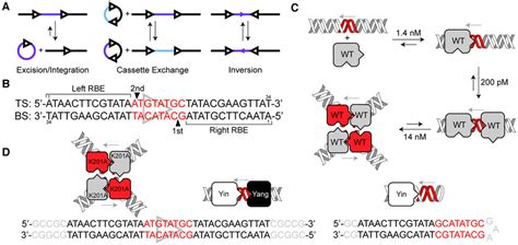 Cre function and assembly intermediates. (A) Cre carries out excision ...