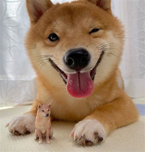 This Shiba Inu Smiles All The Time! (30 PICS) - Izismile.com