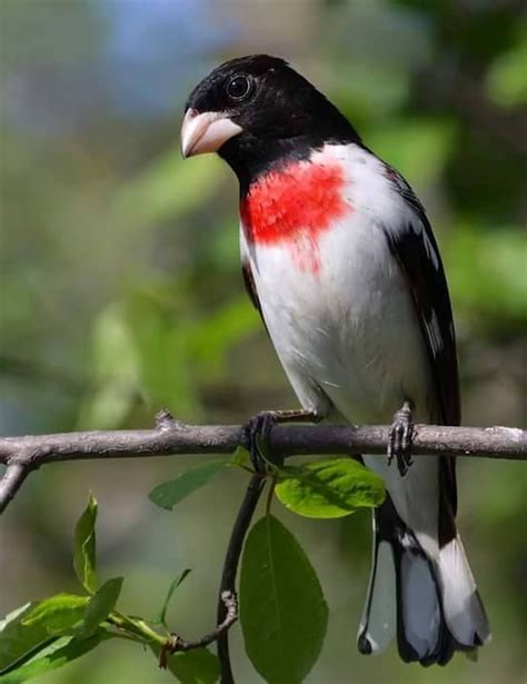 25 best Birds of Georgia images on Pinterest | Georgia, Atlanta and ...