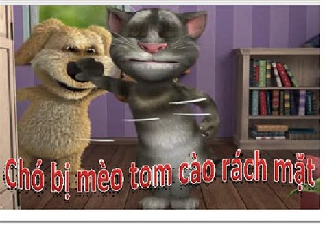 meo tom,talking tom,mèo tom đánh chó - YouTube