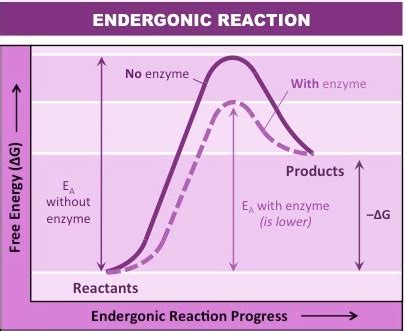 [Solved] Draw a graph of an endergonic reaction with and without enzyme ...