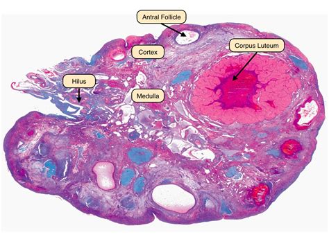 Primordial Follicles