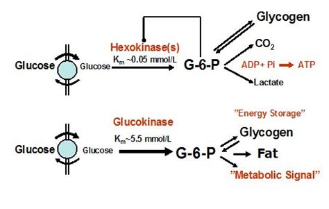 TJ. A hexokinase is an enzyme that phosphorylates hexoses, forming hexose phosphate. In ...