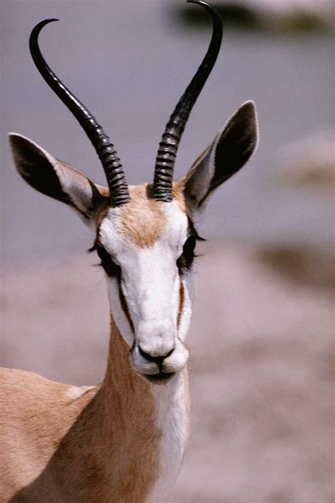 Welcome To Fun2shh World: Latest Antelope Animal Wallpapers Download For Free