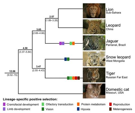 Genome study offers clues about history of big cats