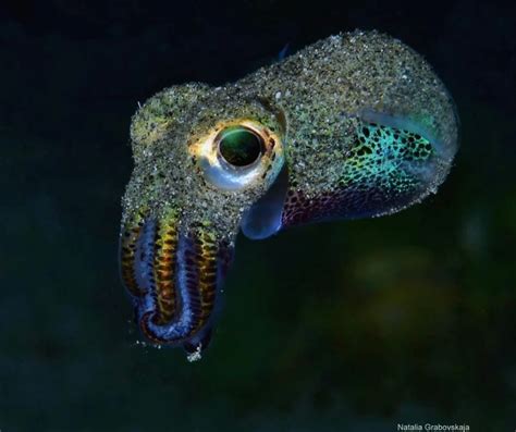 (1) Smol. A photo of a tiny bobtail squid, with a size of 20mm. (Via ...