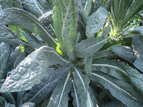 Kale | Diseases and Pests, Description, Uses, Propagation