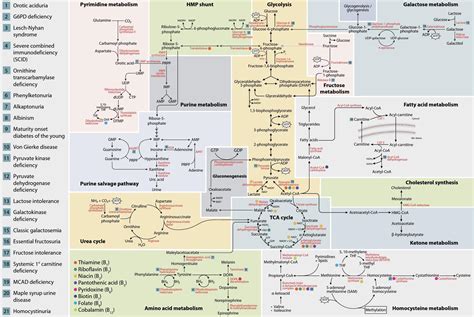 Biochemistry Pathways! I hope this post doesn’t get taken down folks. : r/step1