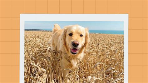 Best Grain Free Dog Food: A Guide to Raw Diets for Dogs