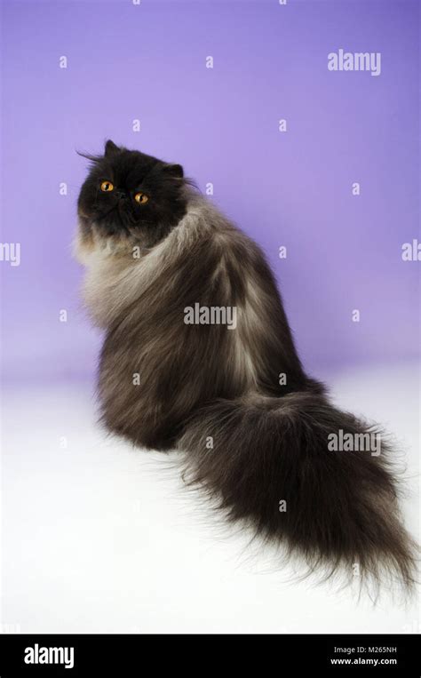 black smoke persian cat, sitting down, back view Stock Photo - Alamy