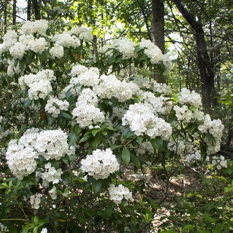 Mountain Laurel Care: How To Grow Beautiful Shade Loving Kalmia latifolia - Gardening @ From ...