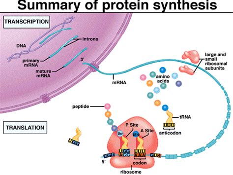 Grade 12: SEMESTER 2 - Chapter 1 - NUCLEIC ACIDS & PROTEIN SYNTHESIS