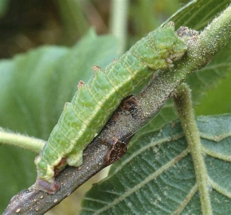 European Lepidoptera and their ecology: Geometra papilionaria