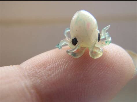 A baby squid! http://ift.tt/2rxu5cp | Baby octopus, Baby squid, Cute ...