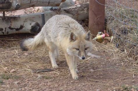 Swift Fox Facts, Pictures & Information. North American Wild Dog Species