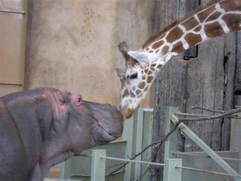 A giraffe and a hippo having a giraffe and hippo moment : pics in 2021 | Giraffe, Hippo, Animals