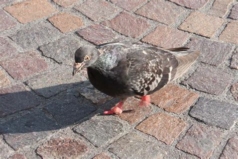 Pigeons are having their toes amputated by waste human hair in Paris | New Scientist