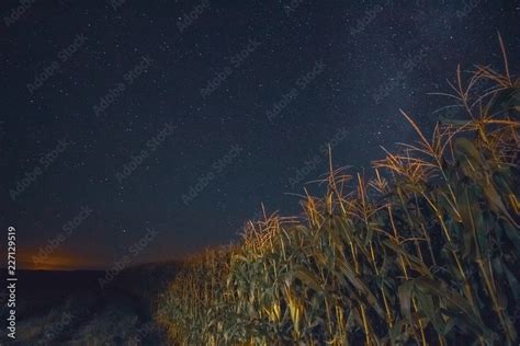 Corn in a collective farm field under a night sky with stars Stock ...