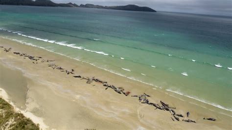 51 pilot whales die in another mass stranding in New Zealand | CBC News