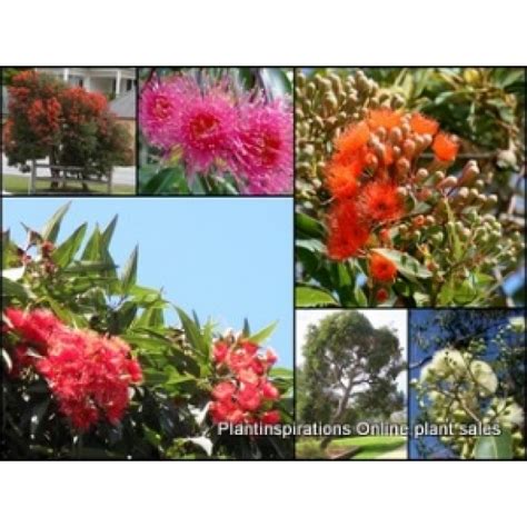 Corymbia Flowering Gum x 1 Plants Eucalyptus Native Trees Flowering Bird Attracting Hardy ...