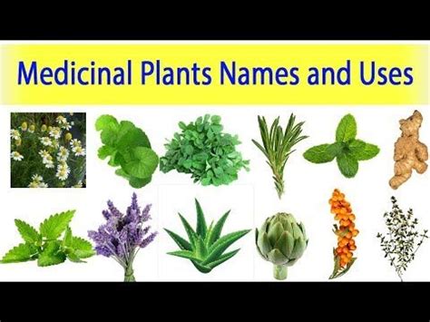 Medicinal Plants And Their Uses Ayurveda Plants Names Medicinal Plants - YouTube | Medicinal ...