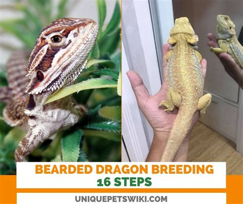 Bearded dragon breeding: Breed Bearded Dragons in 16 Steps