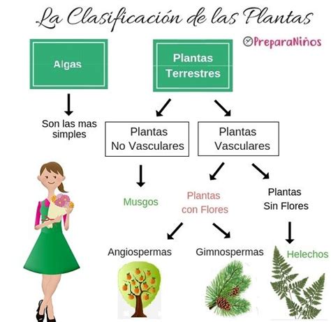 Clasificación de las Plantas para Primaria | Clasificación de las ...