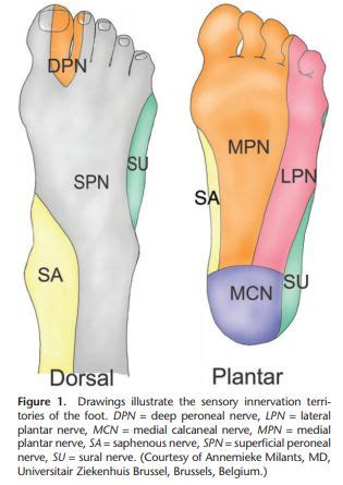 Ankle block : Nerves and Landmarks | Epomedicine