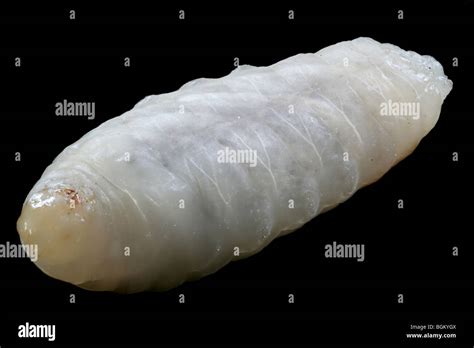 Yellow jacket larvae hi-res stock photography and images - Alamy