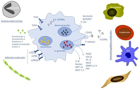 IJMS | Free Full-Text | Platelet Derivatives and the Immunomodulation of Wound Healing