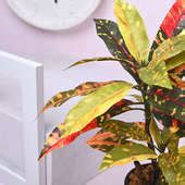 Send Artificial Croton Plant in Black Ceramic Pot Online, Price Rs.600 | FlowerAura