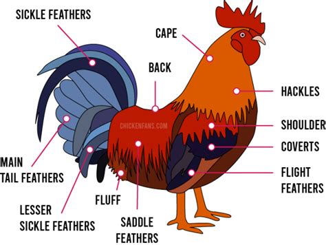 Chicken Feathers Guide | Chicken Fans