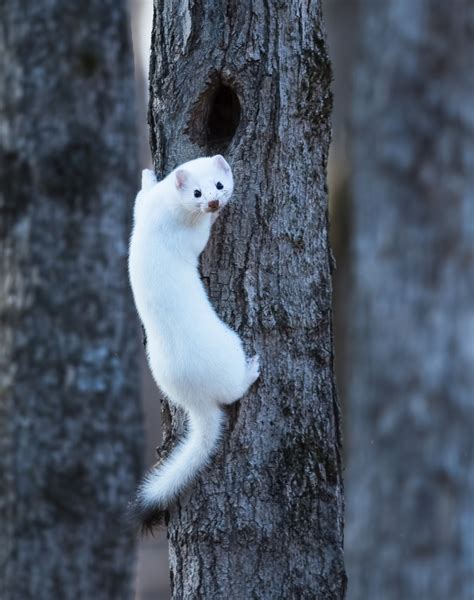 Ermine definition and meaning | Collins English Dictionary