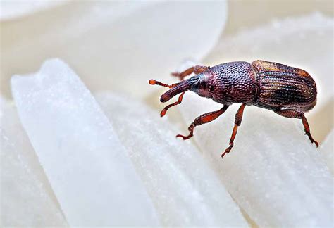 How to Get Rid of Weevils in The House