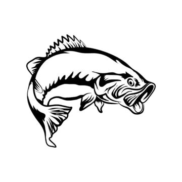 Vector Fish Illustration Graphics, Vector, Fish, Graphics PNG and Vector with Transparent ...