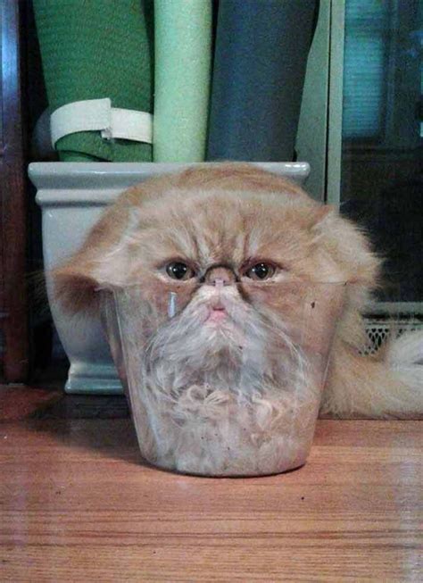 15 Hilarious Photos Of Cats That Prove They Are Liquid - We Love Cats ...