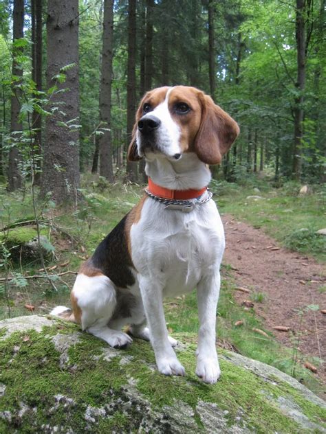 Beautiful two year old beagle | Cosas para comprar | Pinterest | Beagle ...