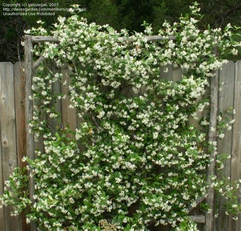 Star Jasmine Trellis - G4rden Plant