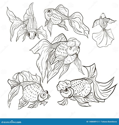 Different Types of Goldfish Breeds. Vector Illustration Stock Vector - Illustration of black ...