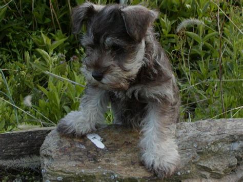 Training Miniature Schnauzer Puppies