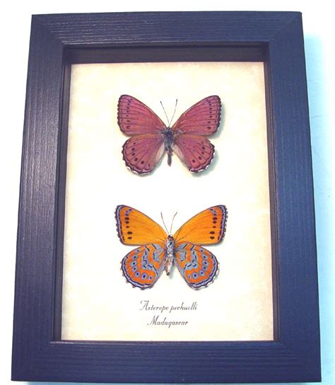 Asterope pechuelli Pair - Lavender Orange Butterflies - Framed Butterfly