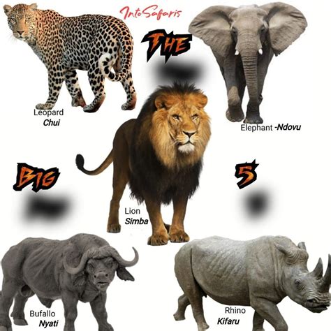 71 wildlife animal names in Swahili. The Ultimate Safari Guide