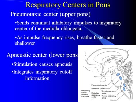 Section 4 Regulation of the Respiration. Respiratory Center